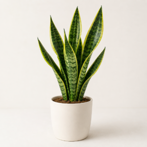 Snake Plant – Sansevieria
