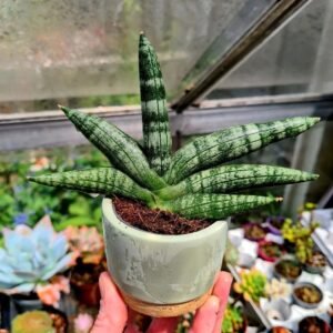 Boncellensis Secullant