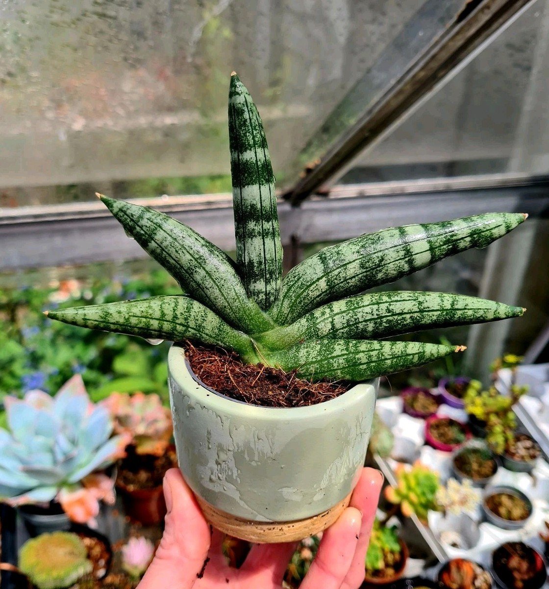 Boncellensis Secullant