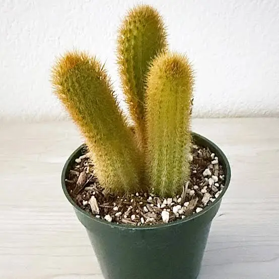 Cleistocactus