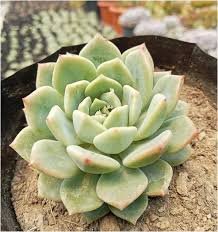Green Soil Lotus